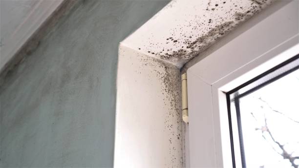 Best Mold Damage Repair  in USA